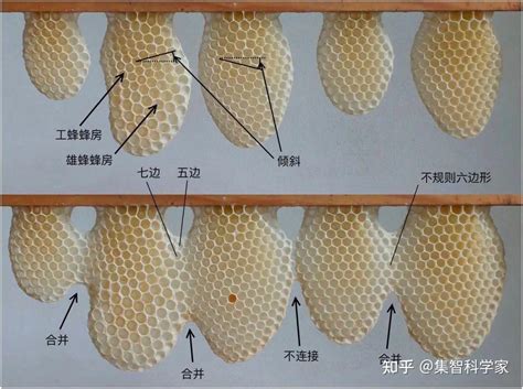 蜜蜂築巢原因|蜜蜂筑巢，不只遵循简单规则，也懂规划设计